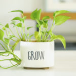 houseplant_pot_grow